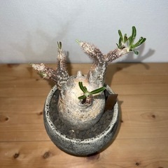 塊根植物　パキポディウムグラキリス　多肉植物の画像