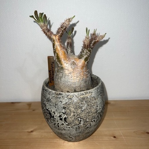 塊根植物　パキポディウムグラキリス　多肉植物