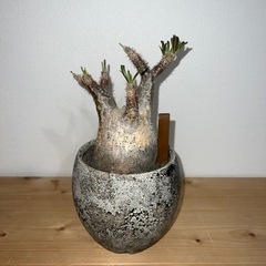 塊根植物　パキポディウムグラキリス　多肉植物の画像