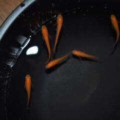 紅帝メダカ　1匹200円　めだか