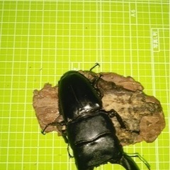 スラウェシオオヒラタオス②