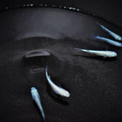 フルボディ幹之（鉄仮面）メダカ　1匹200円　めだか