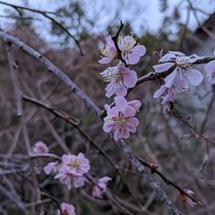 庭木の剪定承ります!! - 亀岡市