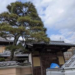 庭木の剪定承ります!! - 地元のお店
