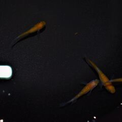紅白ラメメダカ　めだか