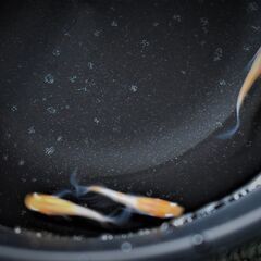 紅白ヒレ長メダカ　めだか　※3月末まで白ヒレ長＋2匹おまけ