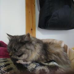 可愛がってくださる方を探しています。
