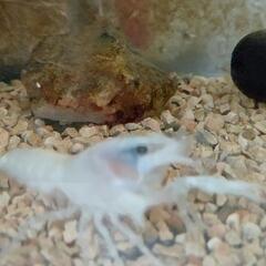ホワイトザリガニ １匹