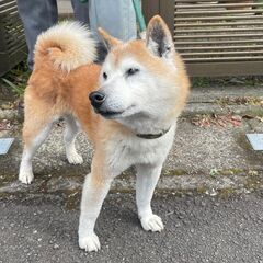 １１歳の柴犬♂の里親募集