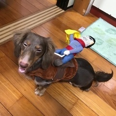 犬用🐶コスプレ洋服🎃の画像