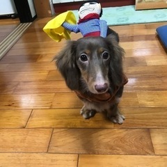 犬用🐶コスプレ洋服🎃の画像