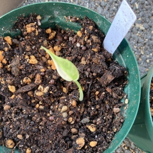 モンステラ　ボルシギアナ　斑入り2