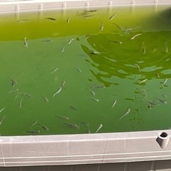元気いっぱい　クロメダカ