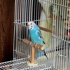 セキセインコ（ブルー）