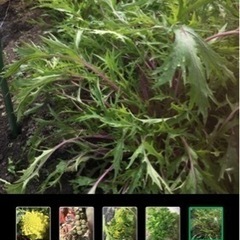 3/26(土)3/27(日)限定のお野菜①+コシヒカリの画像