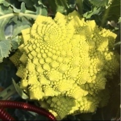 3/26(土)3/27(日)限定のお野菜②とコシヒカリの画像