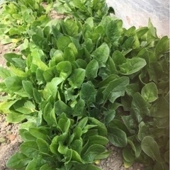 3/27(日)限定のお野菜⑤とコシヒカリの画像