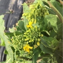 3/27(日)限定のお野菜⑤とコシヒカリの画像