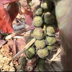 3/27(日)限定のお野菜③とコシヒカリの画像