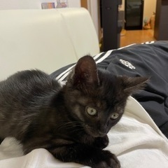 1歳のメス猫です。