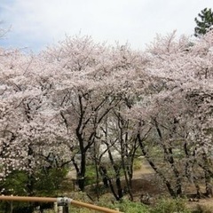 🌸明日3月26日お花見会🌸再募集！ - 豊島区