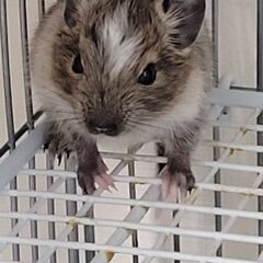 デグー赤ちゃん