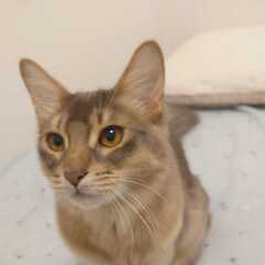 猫好きの方お友達になってください！