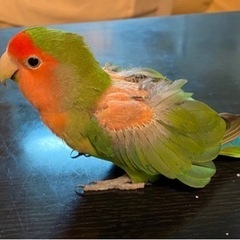 【鹿児島県日置市】コザクラインコ探しています。