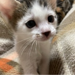 白猫ちゃん ♂里親さん決まりました