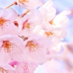 500名超え(🌸^^🌸)つ🍡 2024.3月4月大阪お花見パーテ...
