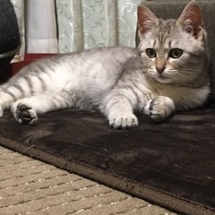 トライアル決定　生後４か月くらいの子猫　オス