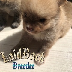 LaidBack ポメラニアン　残り3日‼️