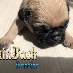 LaidBack  パグ　