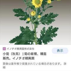 小菊の苗　好きなくらいどうぞ。