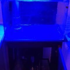 45cmオーバーフロー水槽