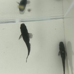 メダカ　黒豆　1ペアの画像