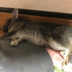 ᕱ⑅ᕱ♥幸せにして下さい♥ᕱ⑅︎ᕱ(決定者様決まりました)