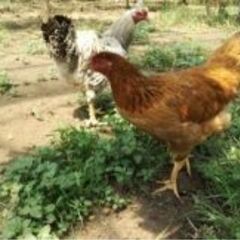 養鶏場でボランティアしてみませんか！？🐣