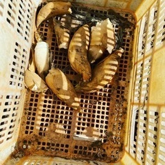 タケノコ堀体験　筍　大阪府南河内　 - 南河内郡