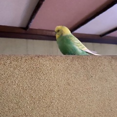 インコを保護しました