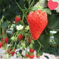 🍓26日イチゴ狩り行きませんか？🍓 - 前橋市