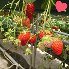 🍓26日イチゴ狩り行きませんか？🍓