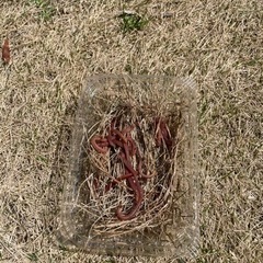 シマミミズ　100匹 
