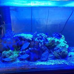 海水魚·珊瑚等譲ります。
