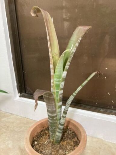 ビルベルギア　ブラジリエンシス　観葉植物