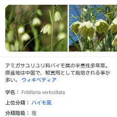 あみがさユリ　好きなだけ❣️の画像
