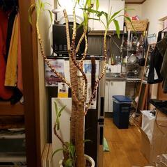 観葉植物　三軒茶屋付近