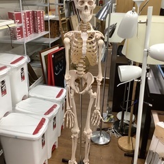骨格標本　売場展開中！！！