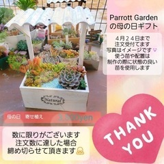 母の日★多肉寄せ植え
