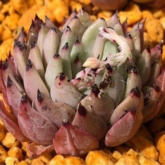 多肉植物　オリジナルザラゴーサ(韓国苗)